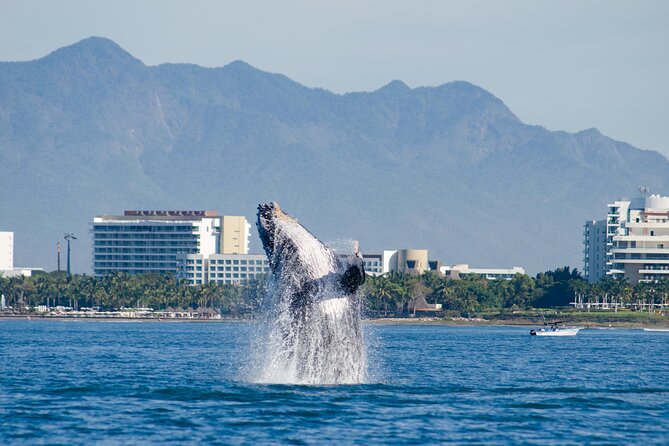 Whale Watching Cruise In Puerto Vallarta & Nuevo Vallarta - Following the whales across Banderas Bay