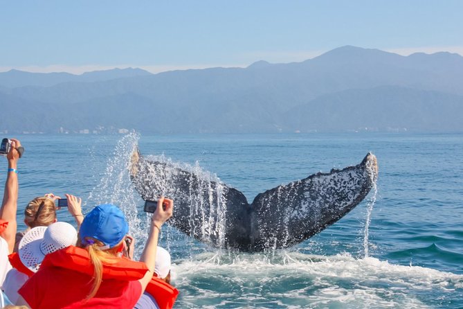Whale Watching Experience - Why Banderas Bay is the right place for humpbacks