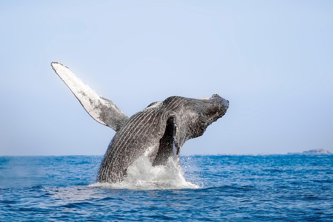 Whale Watching Experience - The hydrophone is more than a small extra