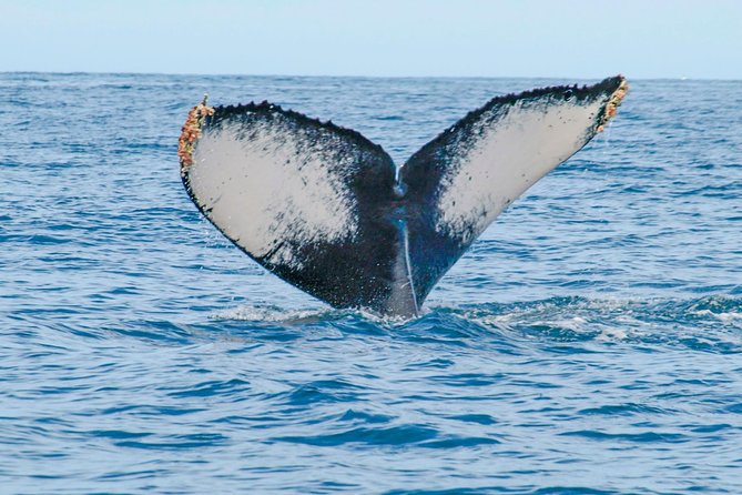 Whale Watching Experience - Who should book this boat trip?