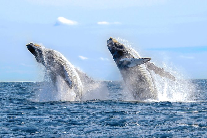 Whale Watching Experience - What the three-hour route feels like