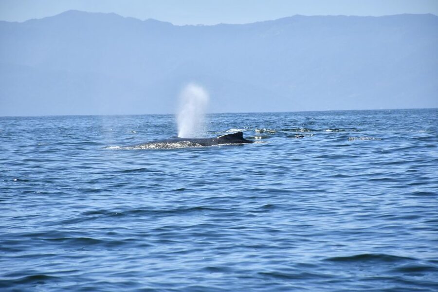 Whale Watching Guaranteed Experience in Puerto Vallarta - Why Banderas Bay is the star of the trip