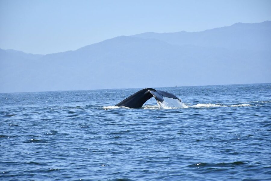 Whale Watching Guaranteed Experience in Puerto Vallarta - Guides who add humor and useful context