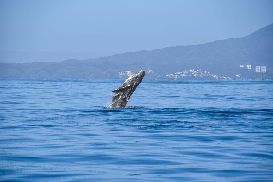 Whale Watching Guaranteed Experience in Puerto Vallarta - Booking value, cancellation, and the port charge