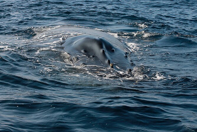 Whale Watching Guaranteed Experience in Puerto Vallarta - Close encounters, dolphins, and responsible viewing