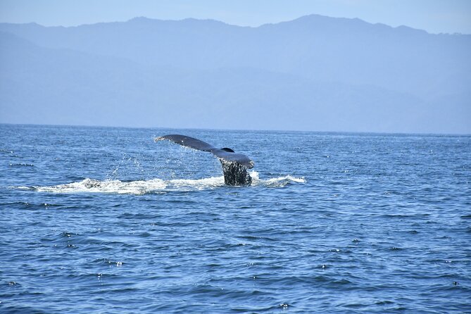 Whale Watching Guaranteed Experience in Puerto Vallarta - Small boat advantages, 38-person limits