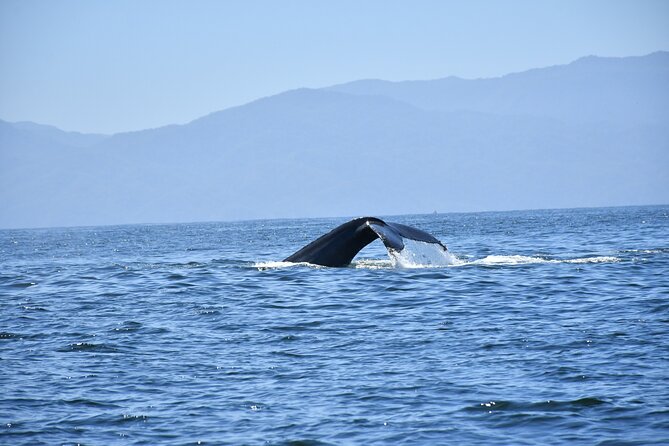 Whale Watching Guaranteed Experience in Puerto Vallarta - Finding the meeting point without stress
