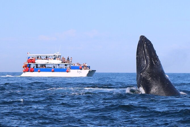 Whale Watching in Puerto Vallarta - Key points to know before you book