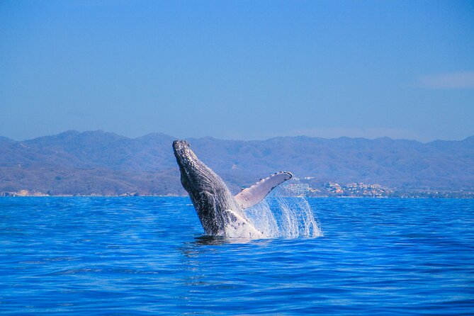 Whale Watching in Puerto Vallarta - Why Banderas Bay is the right place for whale watching