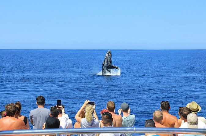 Whale Watching in Puerto Vallarta - The whale search across Banderas Bay