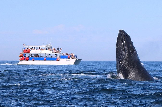 Whale Watching in Puerto Vallarta - Sandwiches, fruit, music, and the open bar