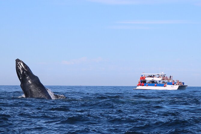 Whale Watching in Puerto Vallarta - The 8:00 am departure at Puerto Mágico