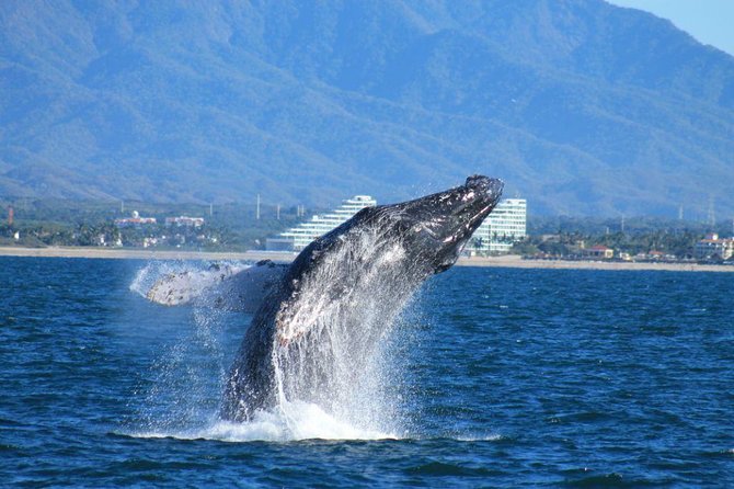 Whale Watching The Best Of Puerto Vallarta - Key Points Before You Book