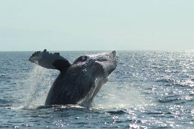 Whale Watching The Best Of Puerto Vallarta - Why Banderas Bay Is the Right Place for Whale Watching
