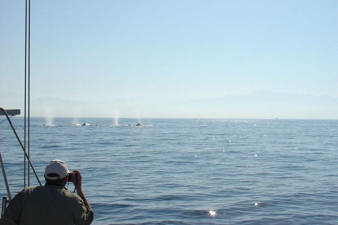 Whale Watching The Best Of Puerto Vallarta - Watching Humpbacks Without a Fixed Script