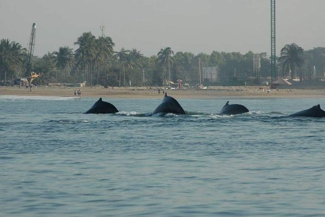 Whale watching tour - Why a private boat changes the whale watching day