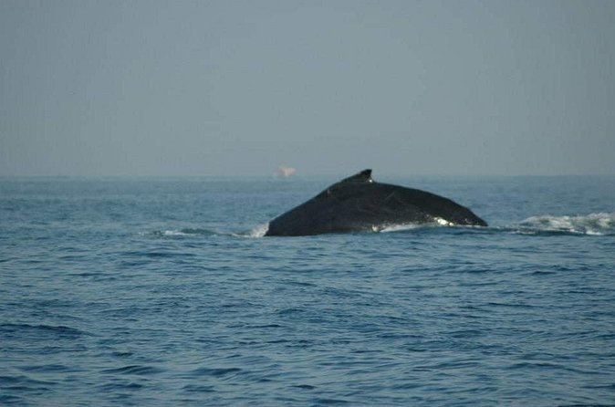 Whale watching tour - Drinks, guacamole, and what is actually included