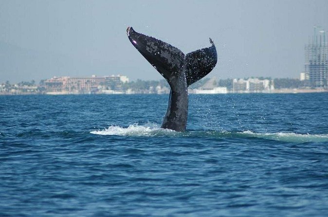 Whale watching tour - Adding dolphins, Los Arcos, or a sunset departure