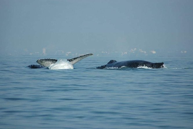 Whale watching tour - Price, group size, and overall value
