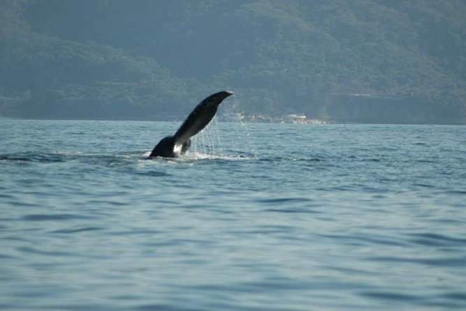 Whale watching tour - Who will enjoy this three-hour outing most