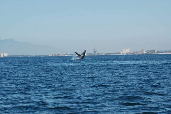 Whale watching tour - Searching for humpbacks from December through March