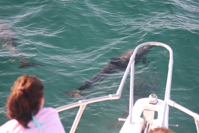 Wild Dolphin Encounter in Puerto Vallarta - Hearing dolphins through the hydrophone