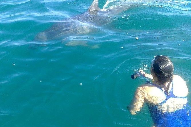 Wild Dolphin Encounter in Puerto Vallarta - How the morning unfolds from 9:00 am