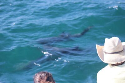 Wild Dolphin Encounter in Puerto Vallarta