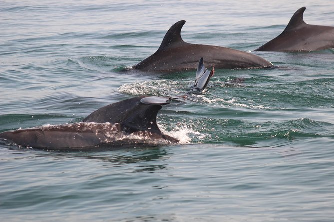 Wild Dolphin Encounter in Puerto Vallarta - Lunch, equipment, and the real value of the $110 price