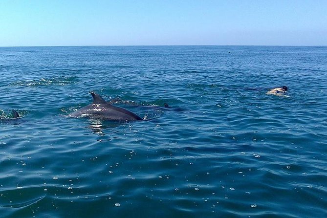 Wild Dolphin Encounter in Puerto Vallarta - Who will enjoy this experience most