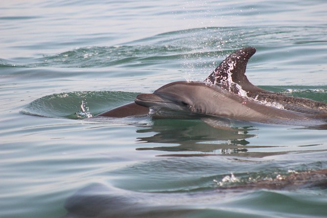 Wild Dolphin Encounter in Puerto Vallarta - Meeting point and morning planning