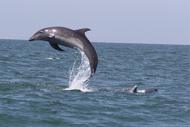 Wild Dolphin Encounter in Puerto Vallarta - How the cancellation terms protect your plans