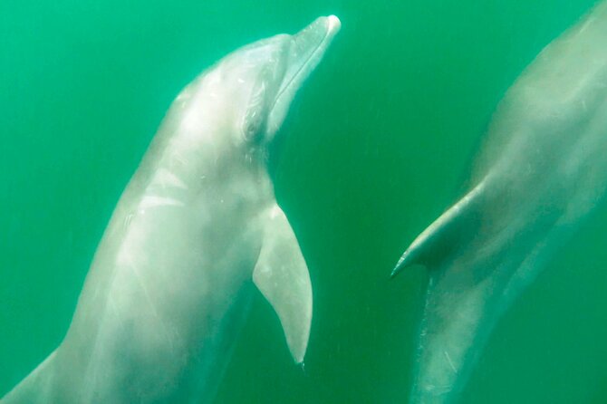 Wild Dolphin Encounter & Snorkeling Adventure - Swimming with wild dolphins in Banderas Bay