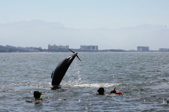 Wild Dolphin Encounter & Snorkeling Adventure - Entering the water near the pod
