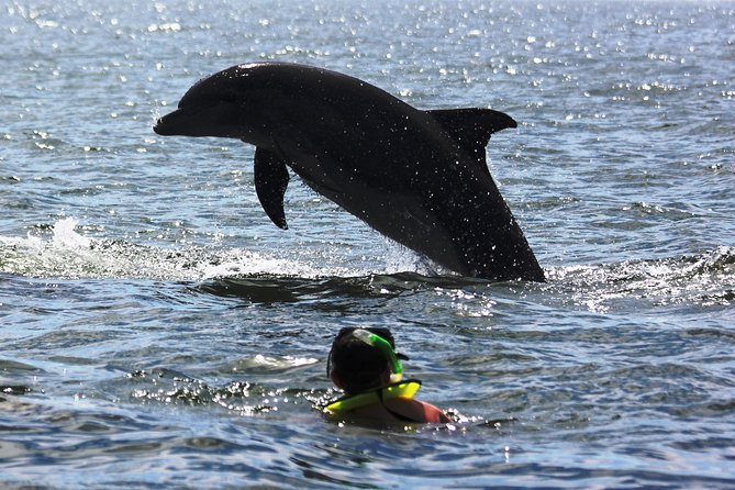Wild Dolphin Encounter & Snorkeling Adventure - Los Arcos brings a second kind of marine life