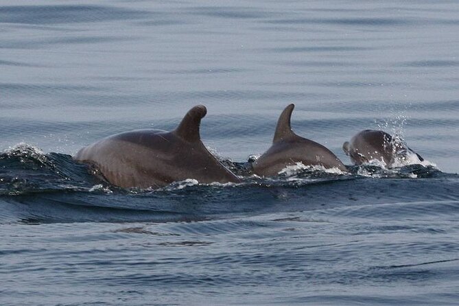 Wild Dolphin Encounter & Snorkeling Adventure - Lunch is practical, not lavish