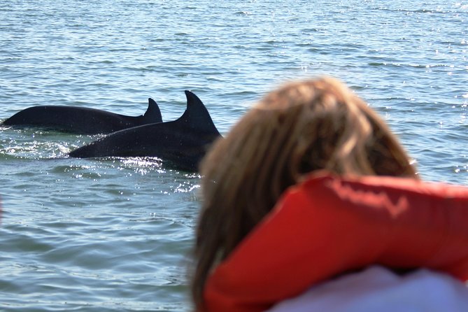 Wild Dolphin Encounter & Snorkeling Adventure - Small groups make the boat time better