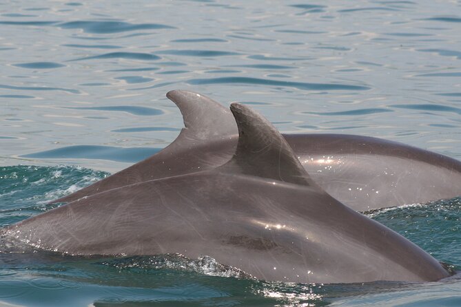 Wild Dolphin Encounter & Snorkeling Adventure - What the tour costs beyond the listed fare